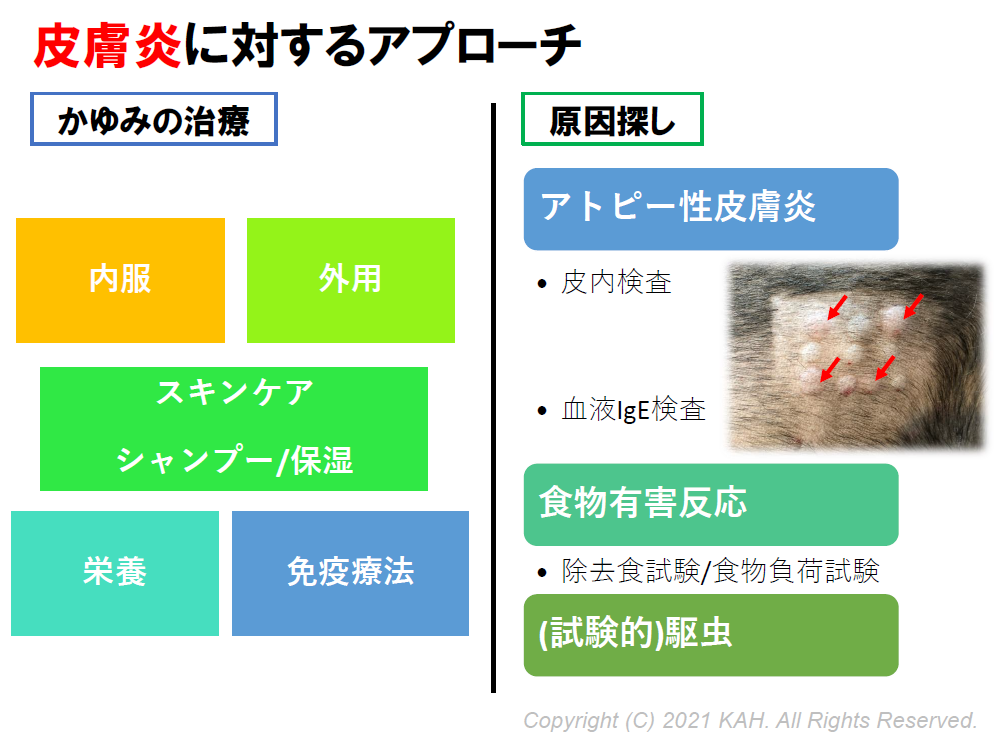 皮膚炎に対するアプローチ