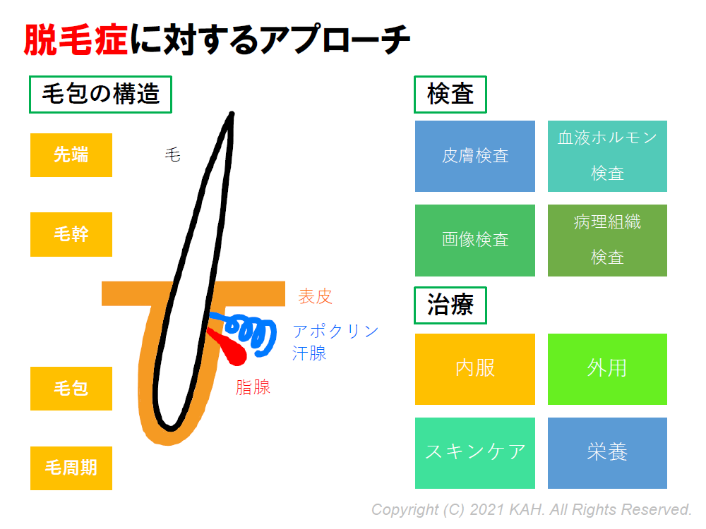 脱毛症に対するアプローチ